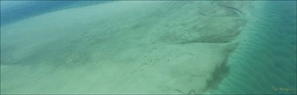 Dugongs - Great Sandy Strait - Hervey Bay - Fraser Island - QLD (PBH4 00 17834)
